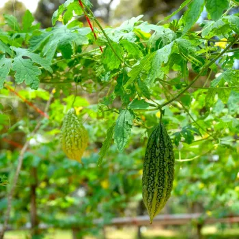 Bitter gourd (12)-8816092-51215.webp